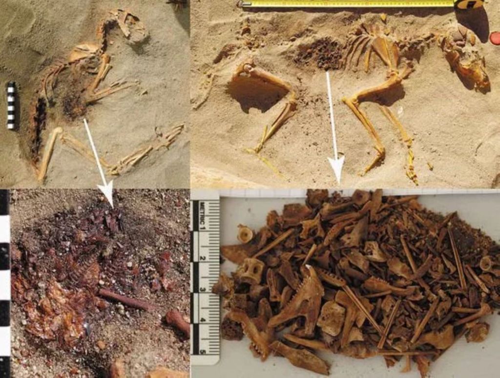 cementerio de animales de Berenice