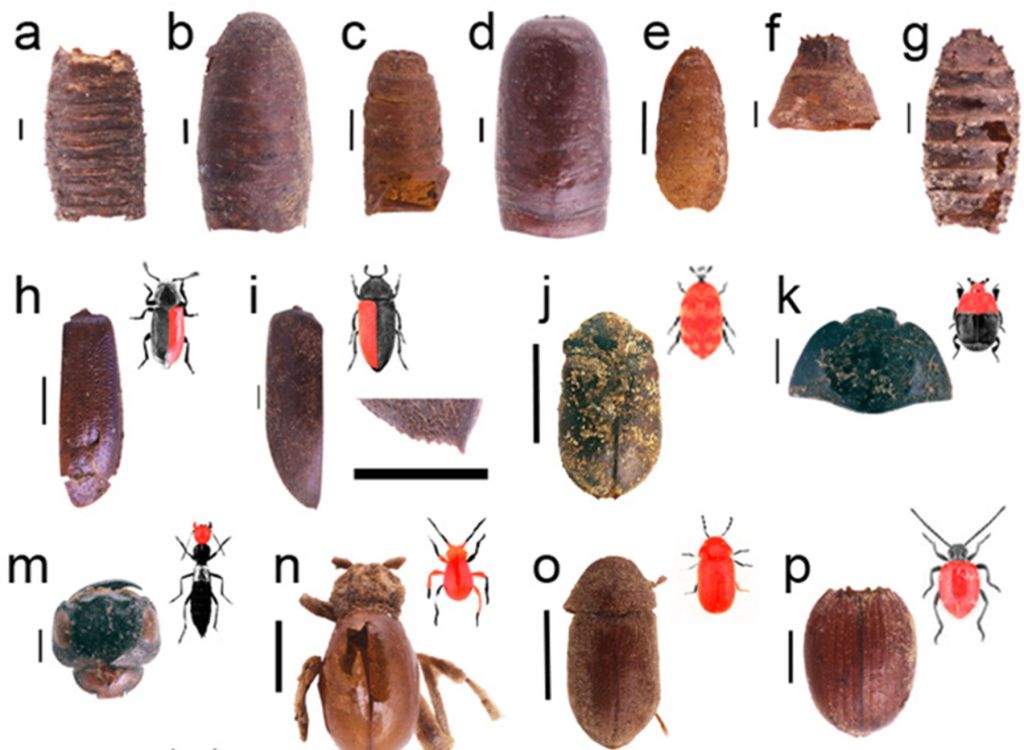 Insectos de La Lajura