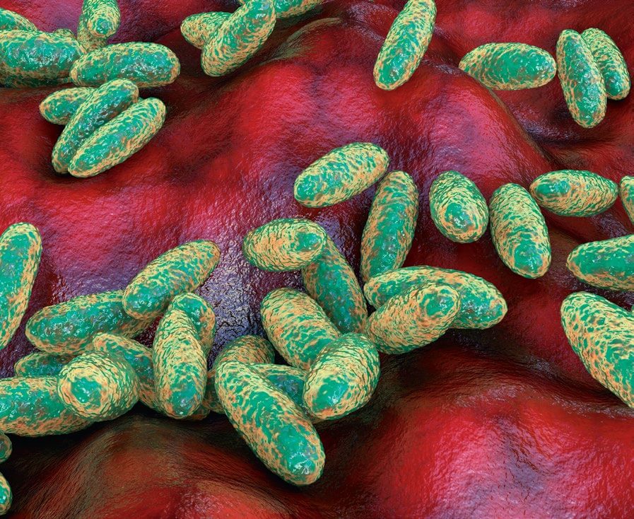 Bacteria yersinia pestis