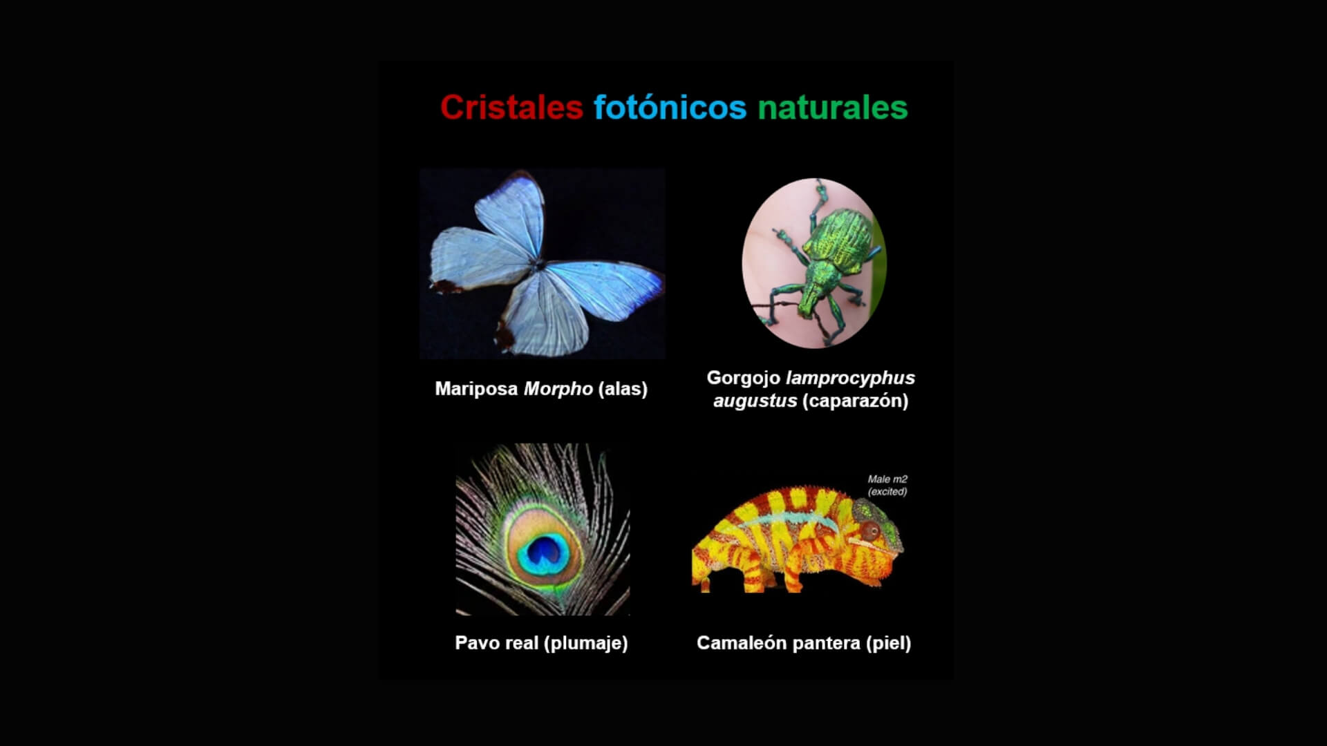 Algunos ejemplos de cristales fotónicos en el reino animal. Todos ellos se tratan en este artículo.