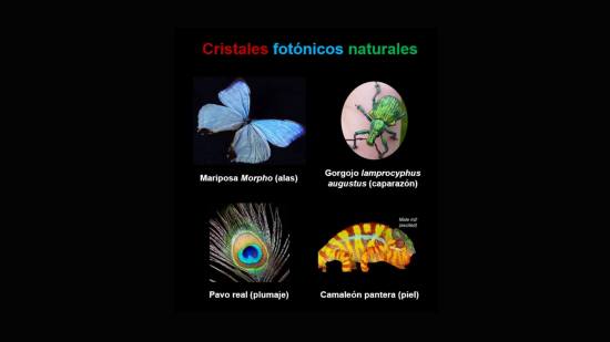 Algunos ejemplos de cristales fotónicos en el reino animal. Todos ellos se tratan en este artículo.
