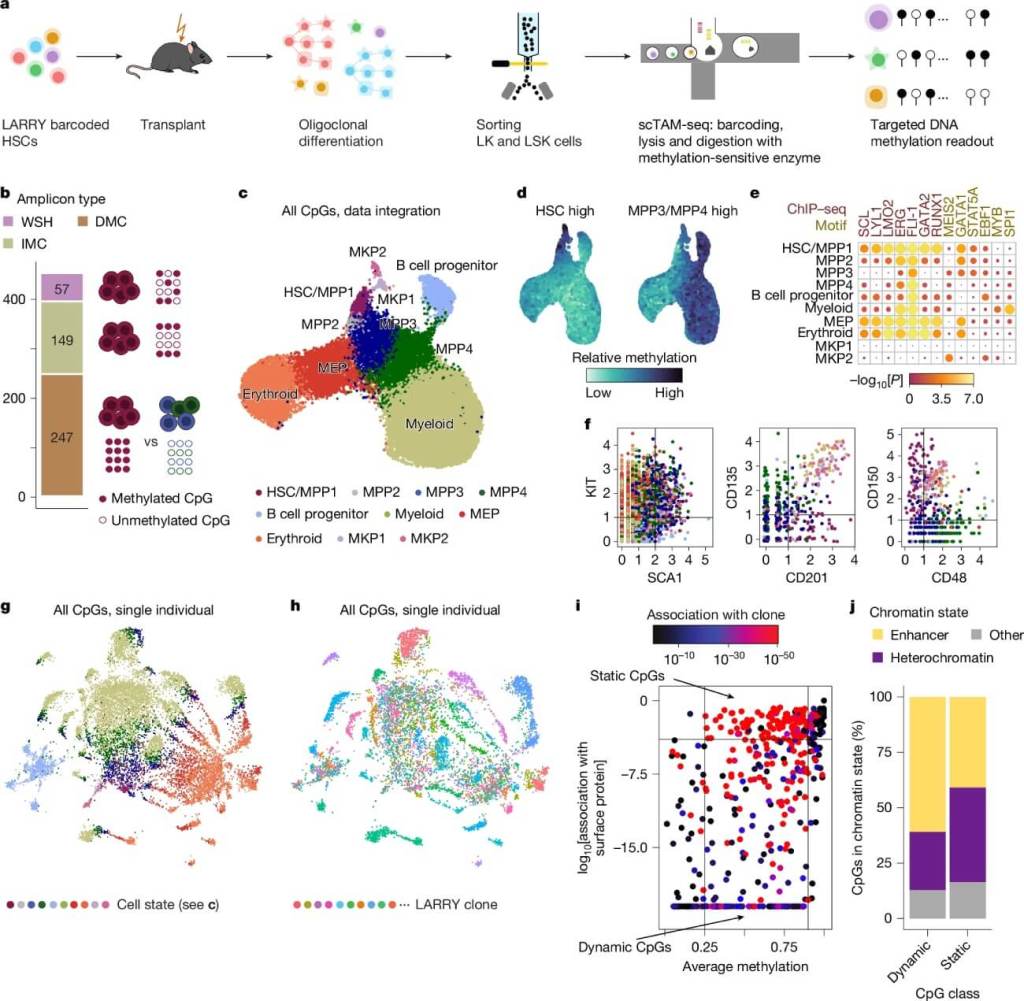 Visualización de células madre hematopoyéticas de ratón revela cómo la metilación del ADN codifica identidad clonal y diferenciación. Fuente: Nature / Scherer, M., Singh, I., Braun, M.M. et al.