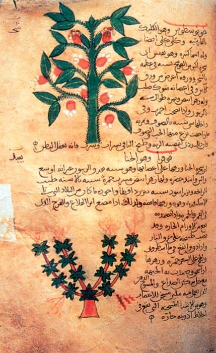 El Canon de Medicina