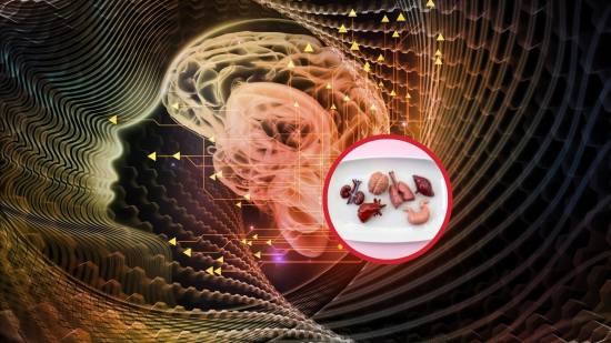 El mapa oculto de la salud, cómo la mente y el cuerpo trabajan codo a codo