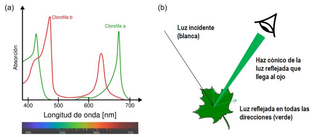 Cristales fotónicos naturales