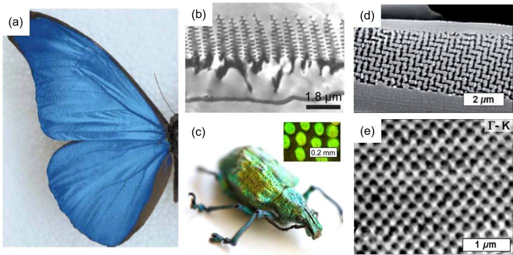 Cristales fotónicos naturales