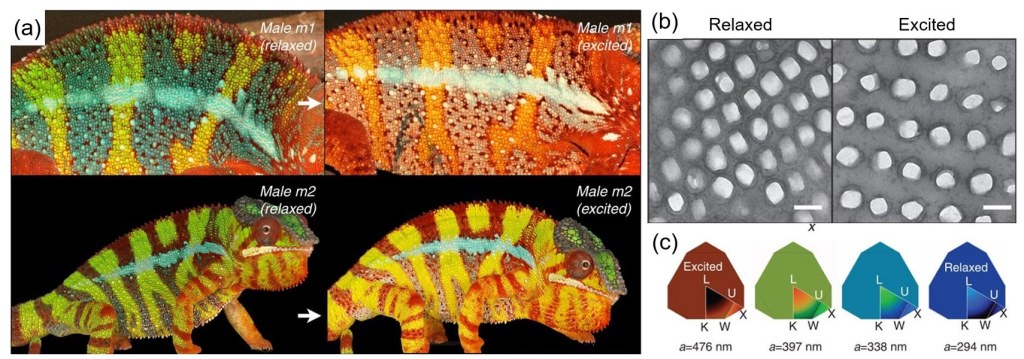 Cristales fotónicos naturales