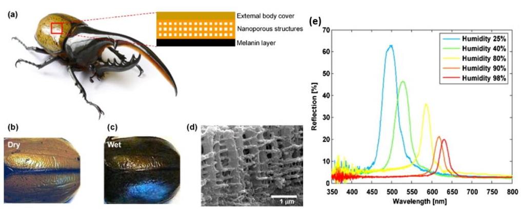 Fotografía del escarabajo Hércules y diagrama de su estructura fotónica nanoporosa.