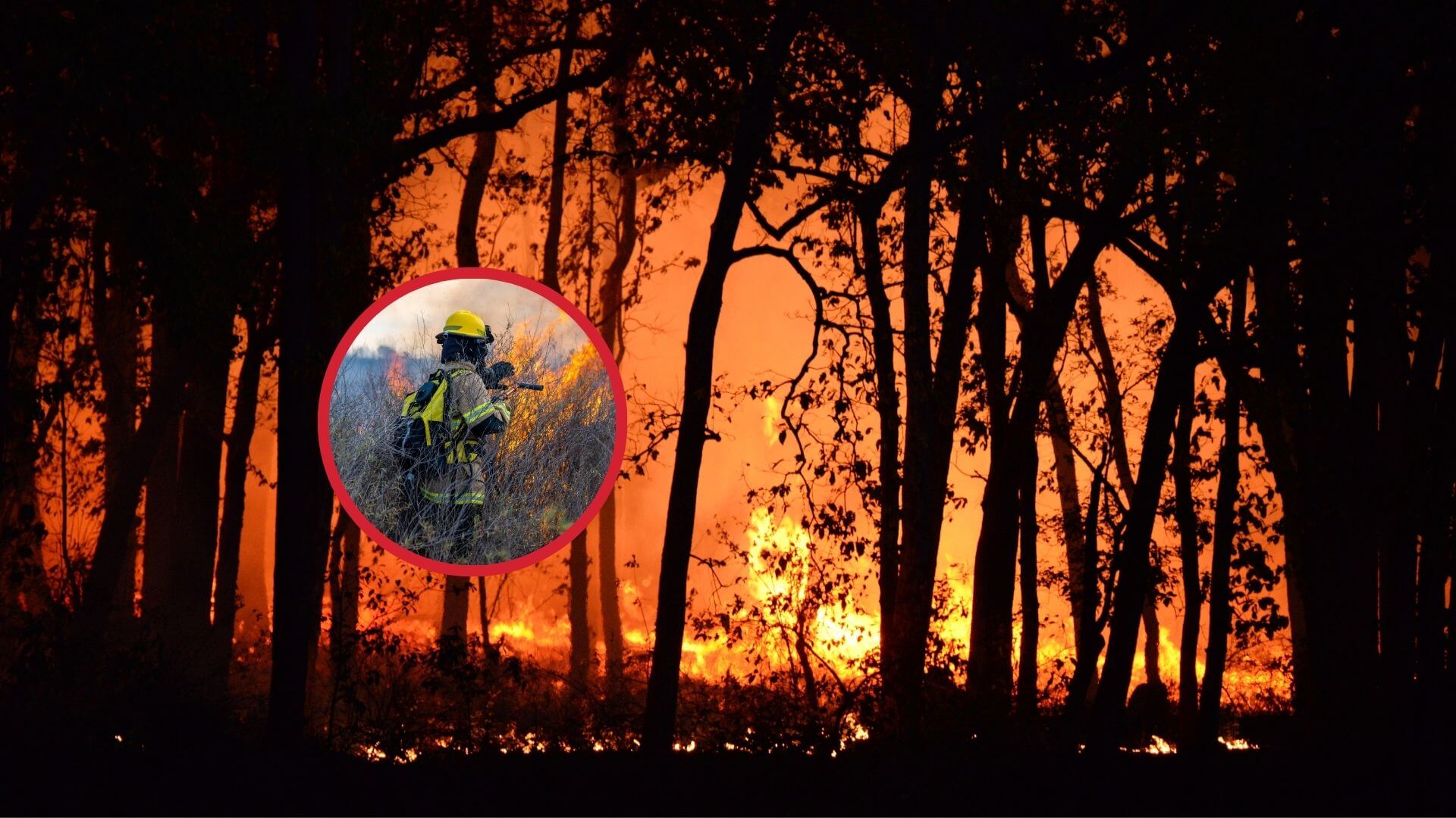 No es solo el calor, así se forma un incendio forestal (y por qué hay más que nunca)