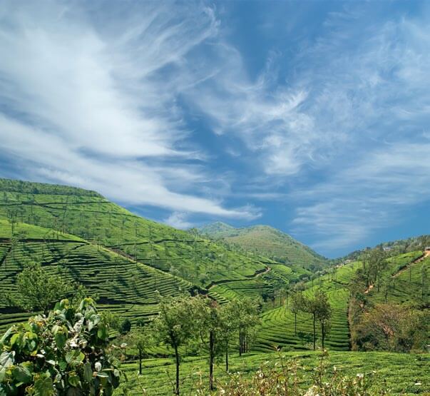 Plantaciones de té en Bombay