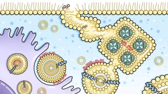 Surfactante pulmonar. el sistema lipoproteico que nos permite respirar--