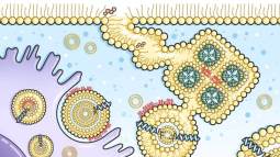 Surfactante pulmonar. el sistema lipoproteico que nos permite respirar--