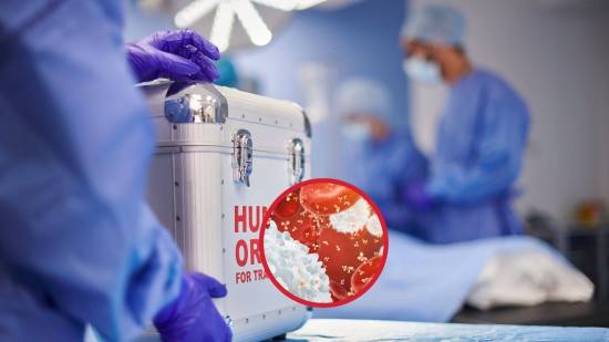 Trasplantes de órganos, el desafío de engañar al sistema inmunitario para que no los rechace