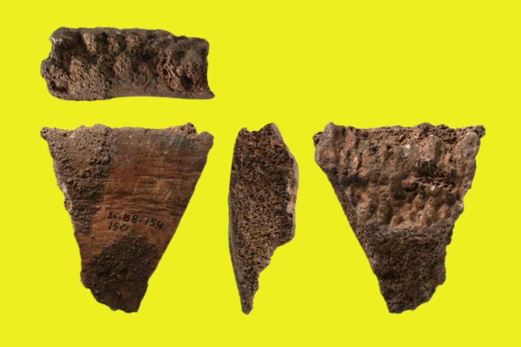 Fragmento de una vértebra de rorcual común hallado en el yacimiento vasco de Santa Catalina