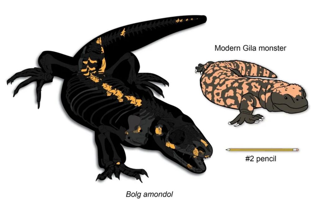 Comparativa de tamaño entre el recién descubierto Bolg amondol y un monstruo de Gila actual. En color dorado se indican los fragmentos óseos que se han conservado del fósil