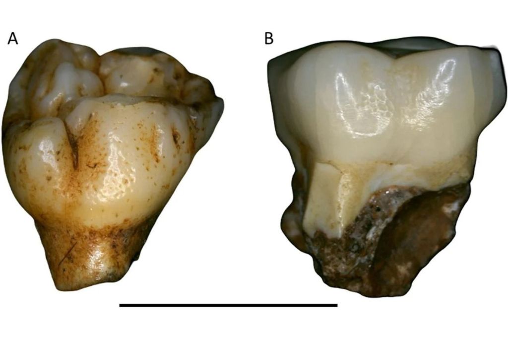Hendiduras circulares, uniformes y poco profundas en dos dientes de Paranthropus robustus hallados en el yacimiento de Drimolen (Sudáfrica)