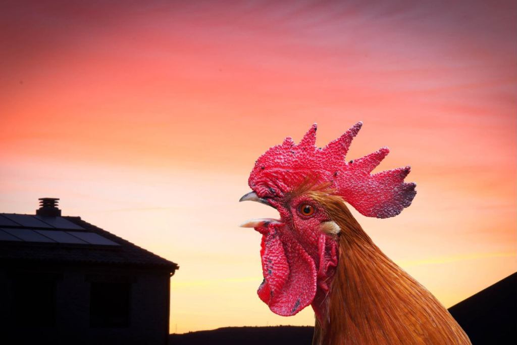 cómo el despertador cambió nuestro sueño (y nuestra vida) 1