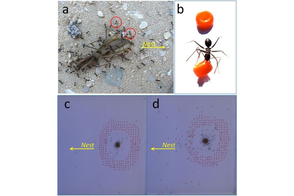 Detalles del montaje experimental y del sorprendente trabajo en equipo de las hormigas