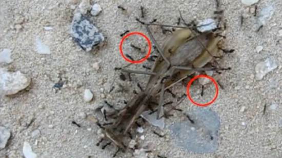 La inteligencia colectiva guía a las hormigas longicornis a despejar el camino antes de que pase la comida