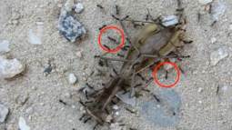 La inteligencia colectiva guía a las hormigas longicornis a despejar el camino antes de que pase la comida