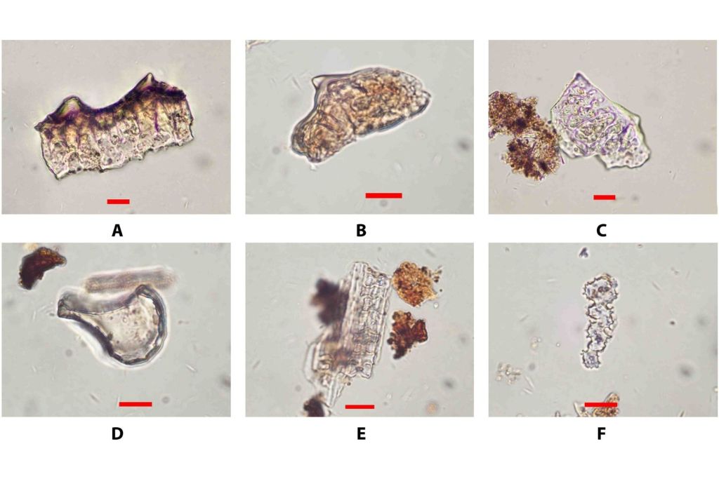 Fitolitos de arroz recuperados en las excavaciones de la cueva costera de Ritidian, en Guam. La escala representa 10 micrómetros