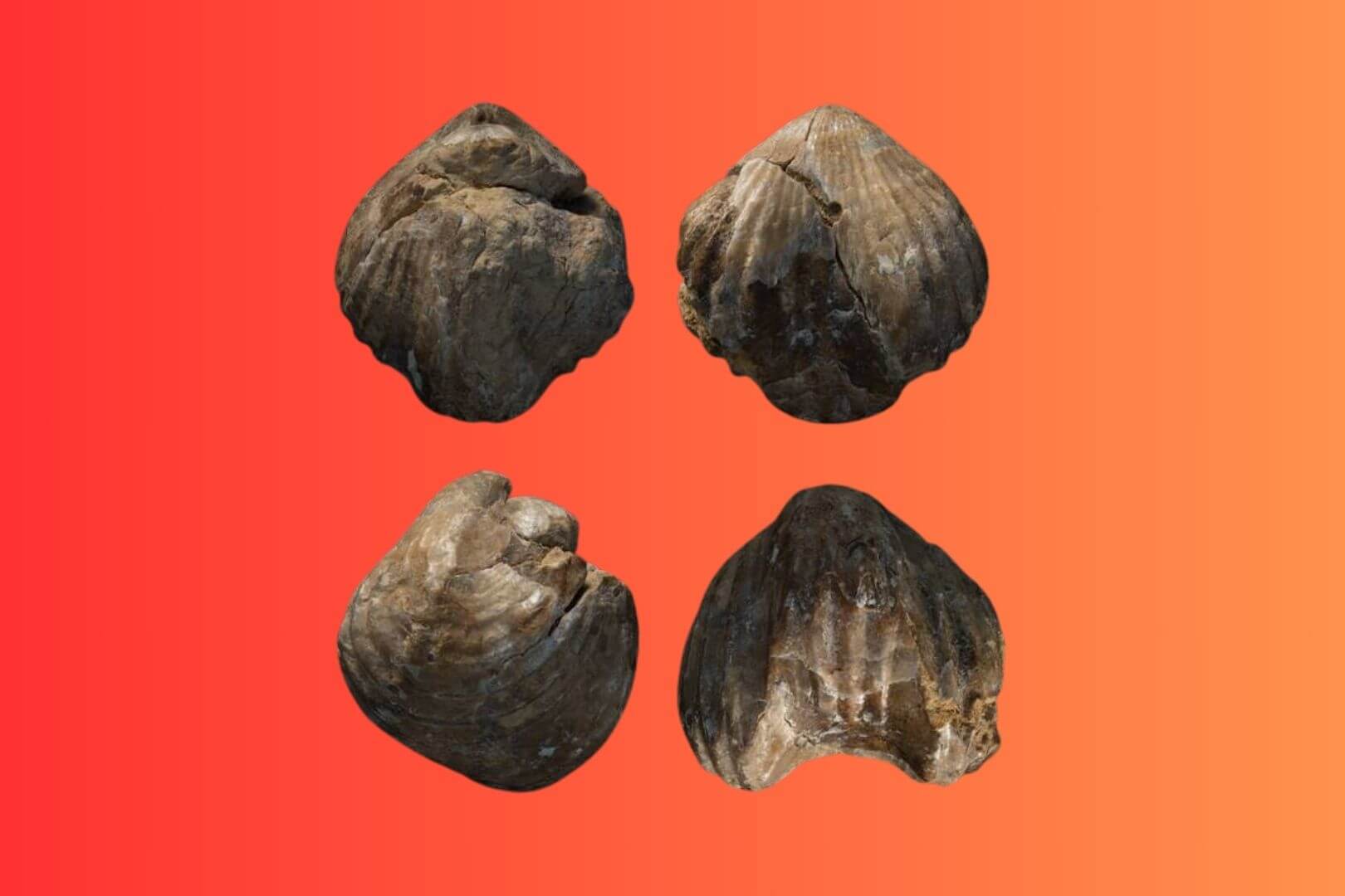 Los fósiles encontrados en la isla son millones de años más antiguos que el propio terreno que pisan. ¿La explicación? Un inesperado vínculo con la presencia romana