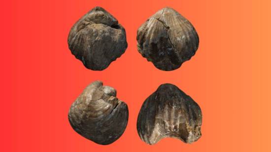 Los fósiles encontrados en la isla son millones de años más antiguos que el propio terreno que pisan. ¿La explicación? Un inesperado vínculo con la presencia romana