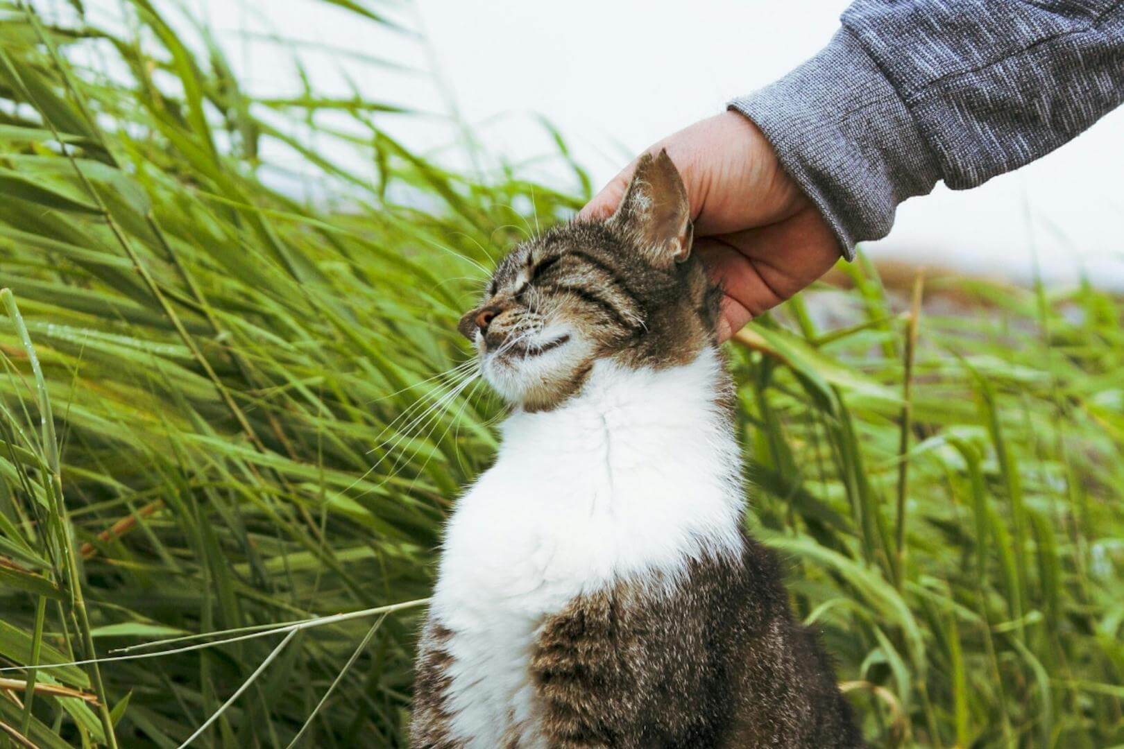 Un tramo oculto en el ADN se relaciona con el ronroneo y los maullidos de tu gato