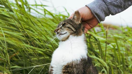 Un tramo oculto en el ADN se relaciona con el ronroneo y los maullidos de tu gato