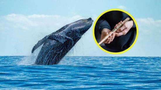 Descubren las herramientas más antiguas hechas con huesos de ballena