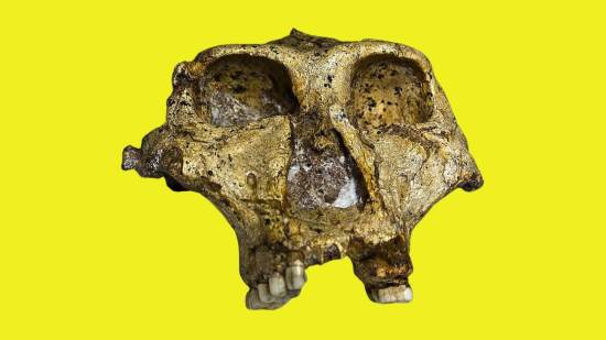 Extrañas marcas en dientes fósiles de hace 2 millones de años podrían revelar vínculos ocultos entre especies humanas