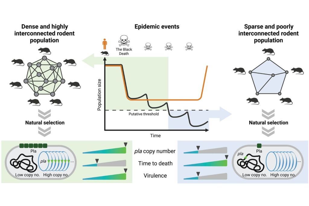 Según los autores, la peste redujo su letalidad para adaptarse a la disminución de ratas, extendiendo su alcance en poblaciones más dispersas gracias a cambios en un solo gen