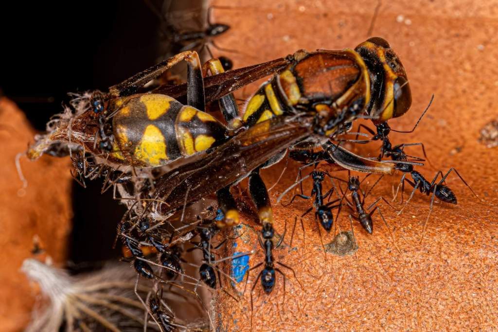 Hormigas longicornis despejan obstáculos antes de transportar alimentos