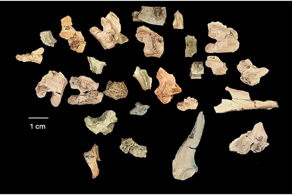 Estos huesos fósiles, guardados durante años en un frasco rotulado simplemente como “lagarto”, han sido recientemente identificados por los científicos como pertenecientes a Bolg amondol