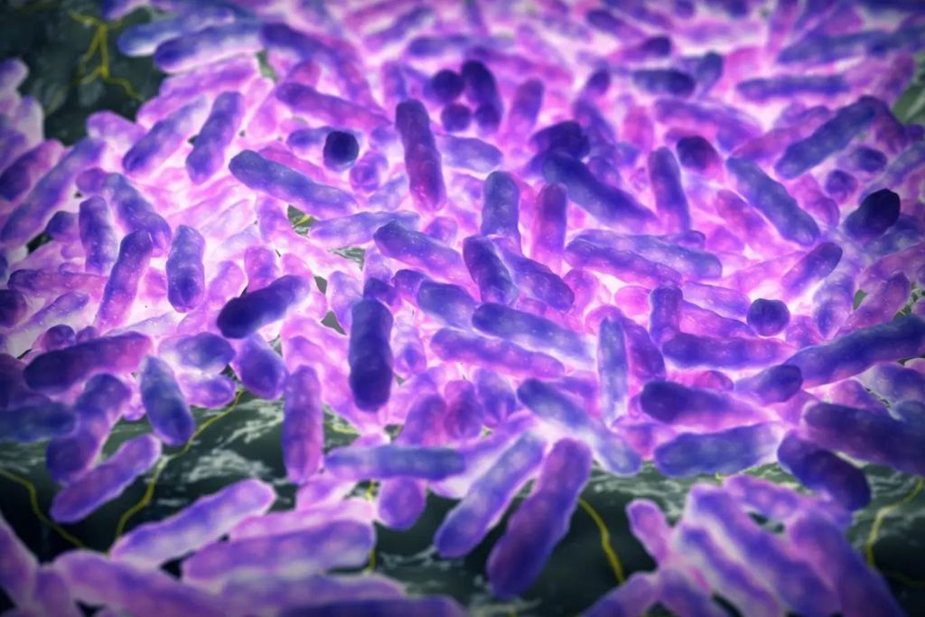 La lepra es una enfermedad que puede originarse por dos especies distintas de bacterias: Mycobacterium leprae y Mycobacterium lepromatosis