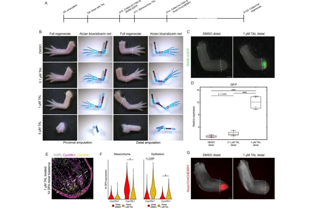 La inhibición de CYP26 imita los efectos del ácido retinoico externo en la regeneración de extremidades