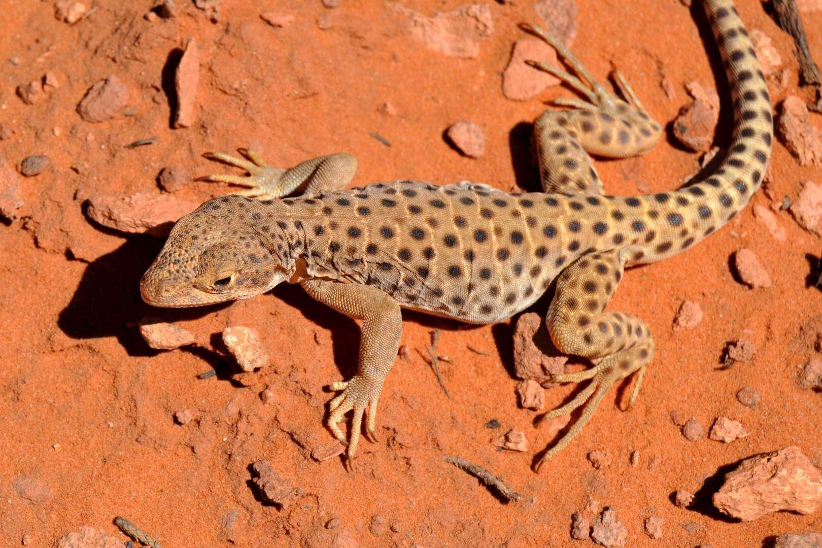 Descubren que unos diminutos lagartos sobrevivieron al asteroide que mató a los dinosaurios