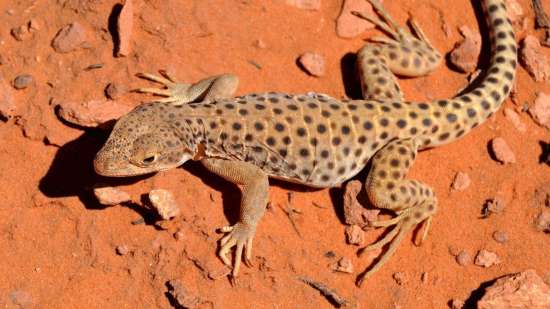 Descubren que unos diminutos lagartos sobrevivieron al asteroide que mató a los dinosaurios