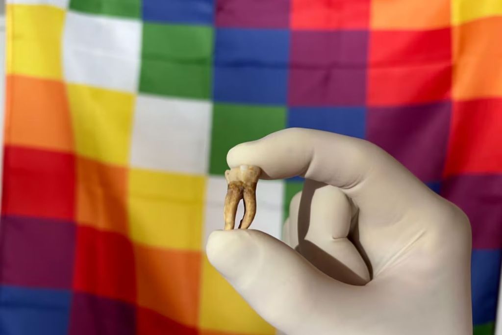 A partir de este tipo de muestras, las técnicas de ADN antiguo permiten reconstruir genomas humanos y de patógenos del pasado. Al fondo, una bandera Wiphala, símbolo de las comunidades indígenas de América del Sur