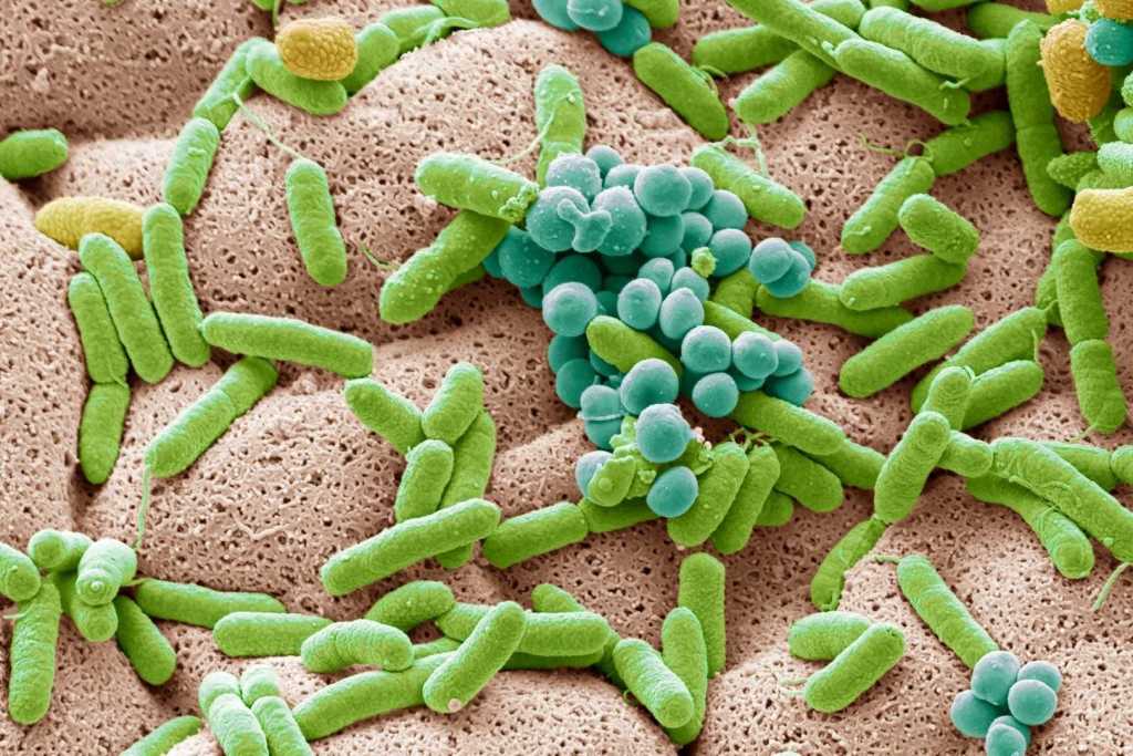 Muestras que podrían ser clave para la medicina y la ecología del mañana