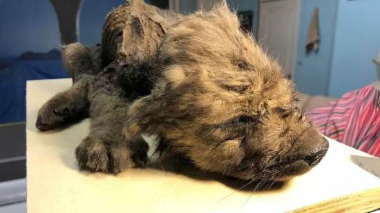 Cachorros de la Edad del Hielo conservados durante 14.000 años resultan ser lobos y no perros