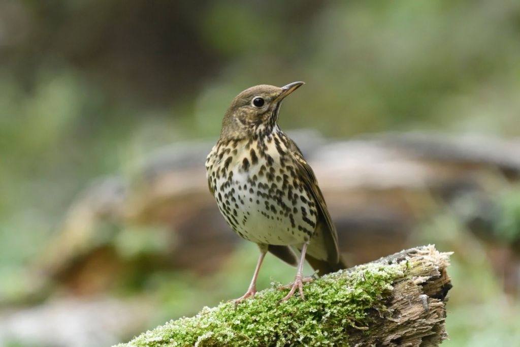 El zorzal común (Turdus philomelos), un ave migratoria de pequeño tamaño, fue una fuente de alimento apreciada en la antigüedad romana