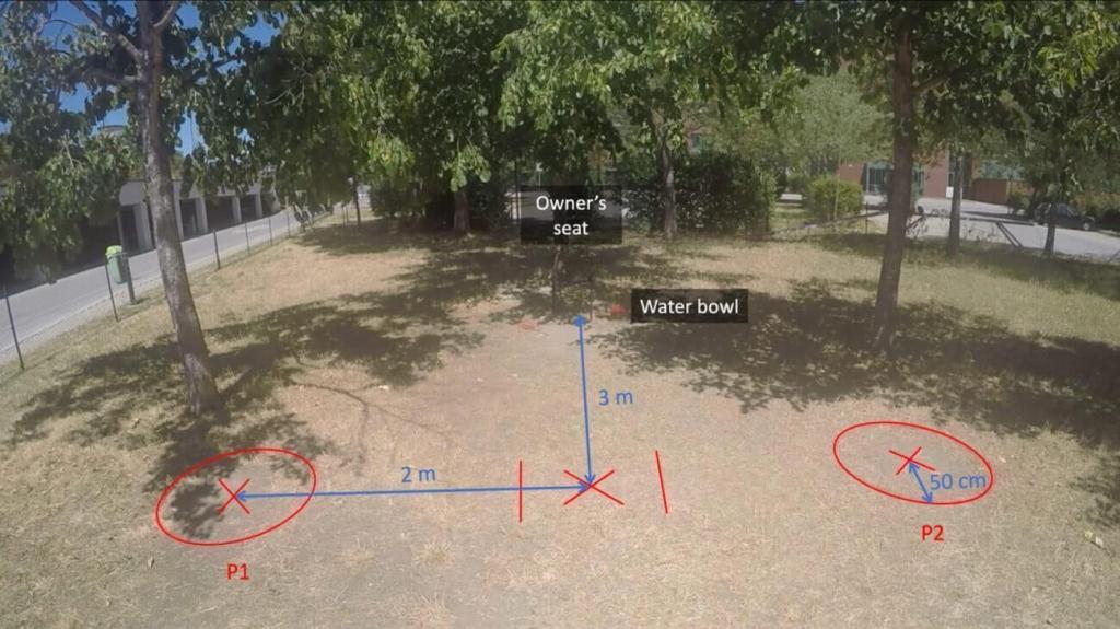 ¿De verdad los perros reconocen a las “buenas personas”? Un nuevo estudio pone en duda su capacidad para formar reputaciones