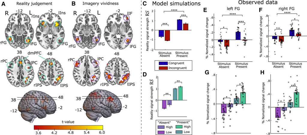 Base neuronal univariante de una señal de realidad