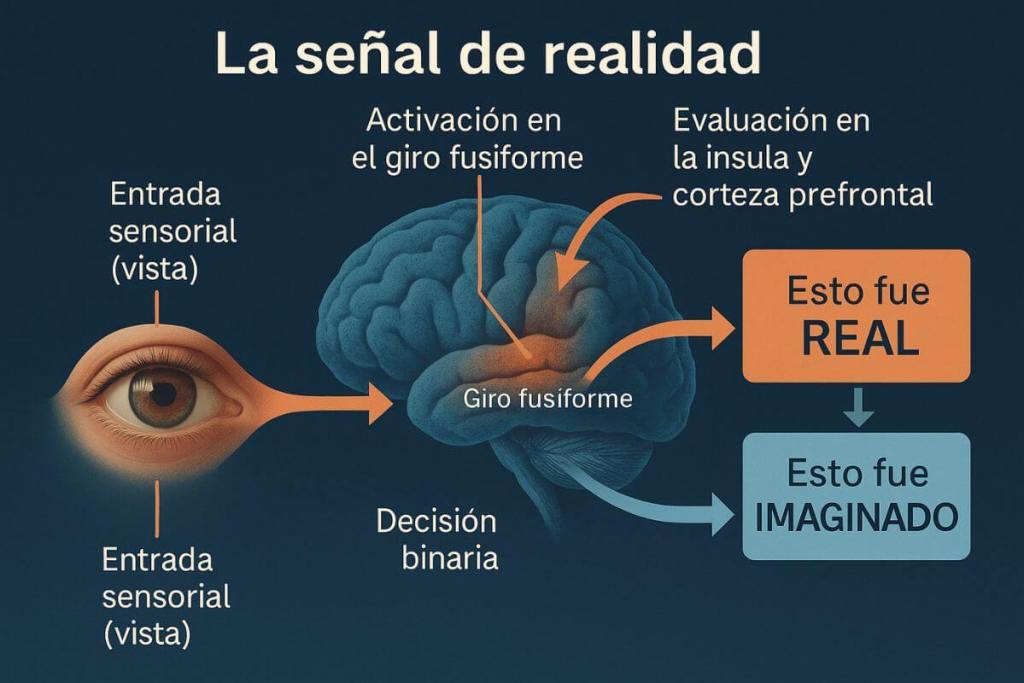 ¿Es real… o lo estás imaginando? La ciencia descubre cómo tu cerebro diferencia entre realidad y fantasía