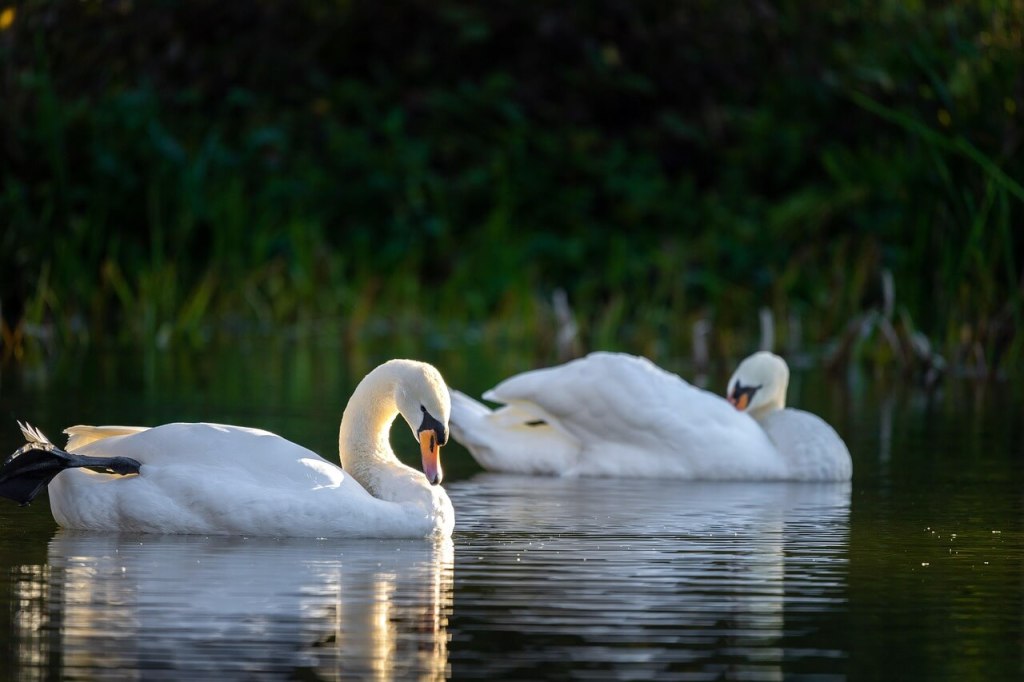 Cisnes