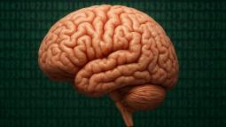 ¿Y si el cerebro tiene una firma matemática única? Un estudio revela que cada región cerebral se distingue por un patrón, incluso cuando dormimos