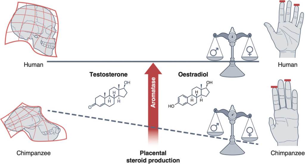 La placenta humana convierte eficazmente andrógenos en estrógenos, lo que habría suavizado rasgos masculinos en la especie humana sin disminuir la producción total de hormonas sexuales durante la gestación.