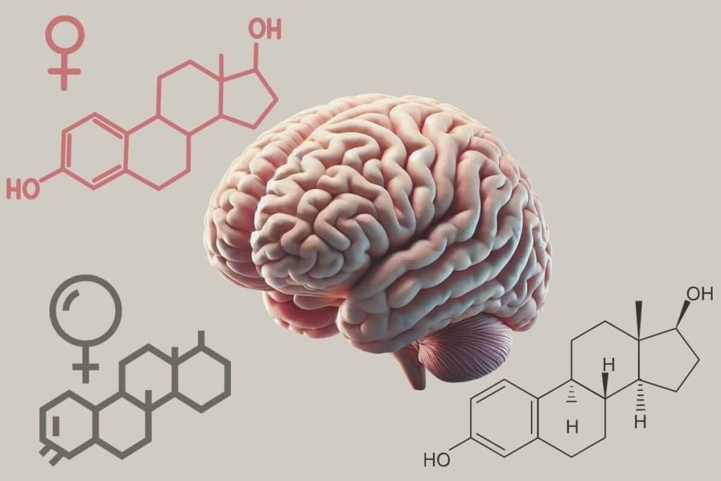 ¿Y si la clave del cerebro humano estuviera en la placenta? Una nueva hipótesis desafía la visión clásica de la evolución 2
