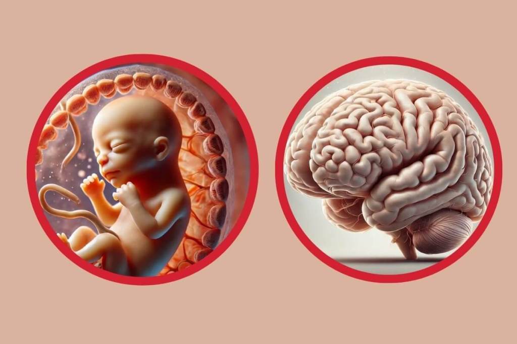 ¿Y si la clave del cerebro humano estuviera en la placenta? Una nueva hipótesis desafía la visión clásica de la evolución 3